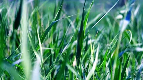 Summer reeds Video stock 258087024