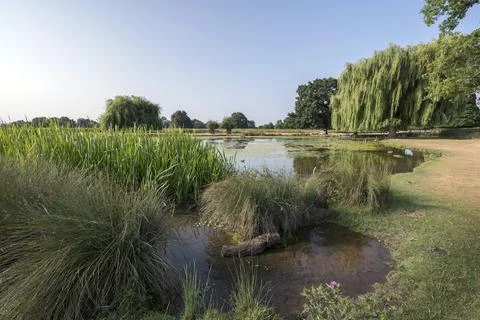 Summer reeds Foto stock