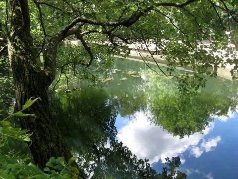 Summer reflection Stock Photos