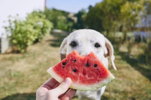 Summer refreshment on the backyard Stock Photos