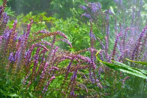 Summer refreshment.Splashes of raindrops or irrigation systems,sage flower Stock Photos
