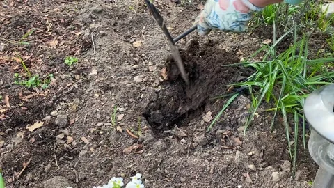 Summer resident in work gloves digs a hole in the ground with a chopper Video stock 200494257