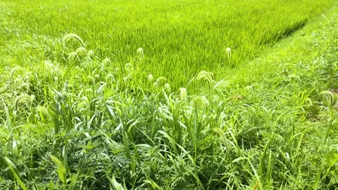 Summer rice fields and green foxtails on the footpath Stock Footage 308835542