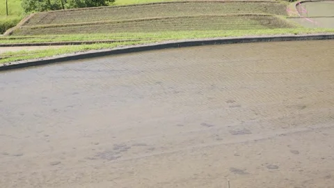 Summer, rice fields being plowed, heat haze Stock Footage 279373550