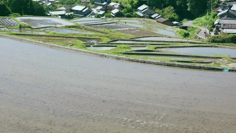 Summer, rice fields being plowed, heat haze Stock Footage 279373570