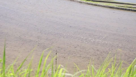 Summer, rice fields being plowed, heat haze Stock Footage 279373666