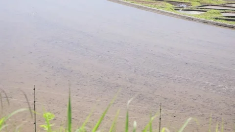 Summer, rice fields being plowed, heat haze Stock Footage 279373756
