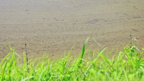 Summer, rice fields being plowed, heat haze Stock Footage 279373757