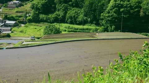 Summer, rice fields being plowed, heat haze Stock Footage 279373914
