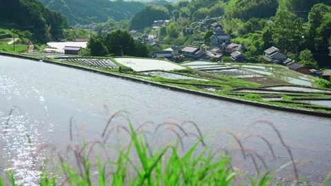 Summer, rice fields being plowed, heat haze Stock Footage 279373964