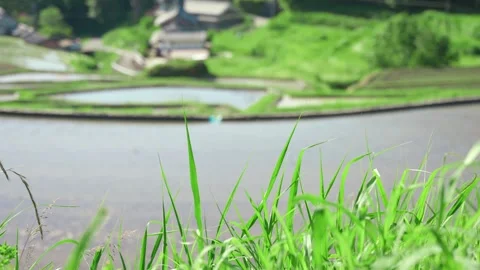 Summer, rice fields being plowed, heat haze Stock Footage 279374072