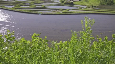 Summer, rice fields being plowed, heat haze Stock Footage 279374803