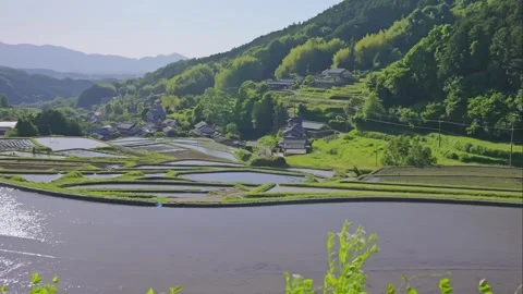 Summer, rice fields being plowed, heat haze Stock Footage 279374885