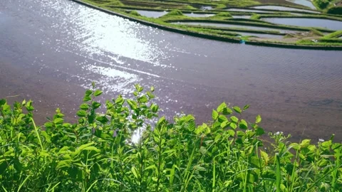 Summer, rice fields being plowed, heat haze Stock Footage 279375046