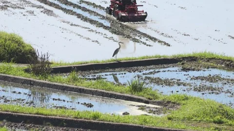 Summer, rice fields being plowed, heat haze Stock Footage 279377967