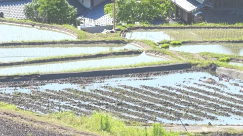 Summer, rice fields being plowed, heat haze Stock Footage 279378078