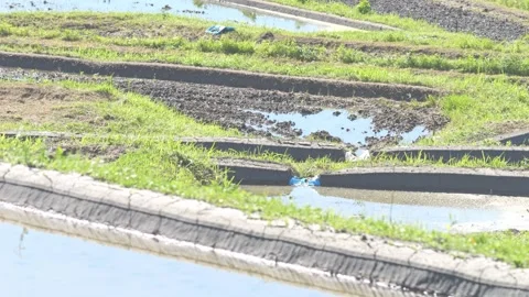 Summer, rice fields being plowed, heat haze Stock Footage 279378085