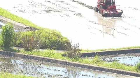 Summer, rice fields being plowed, heat haze Stock Footage 279378298