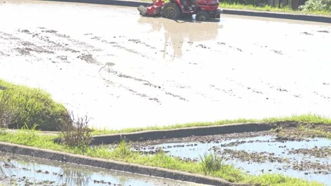 Summer, rice fields being plowed, heat haze Stock Footage 279378320