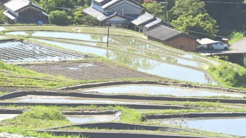 Summer, rice fields being plowed, heat haze Stock Footage 279378460