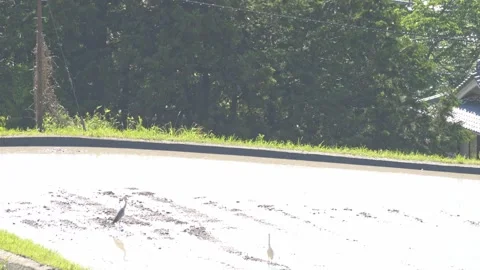 Summer, rice fields being plowed, heat haze Stock Footage 279378493