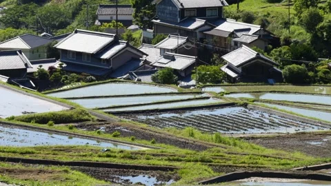 Summer, rice fields being plowed, heat haze Stock Footage 279378537