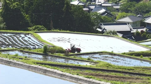 Summer, rice fields being plowed, heat haze Stock Footage 279378548