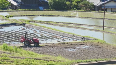 Summer, rice fields being plowed, heat haze Stock Footage 279378590
