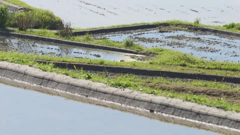 Summer, rice fields being plowed, heat haze Stock Footage 279378741