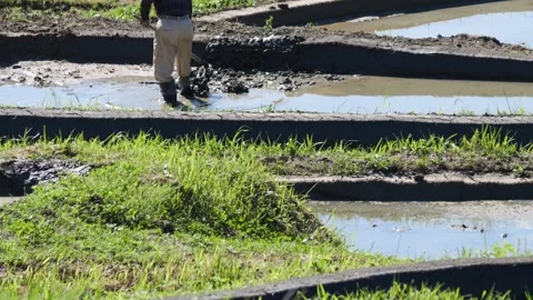 Summer, rice fields being plowed, heat haze Video stock 279378768
