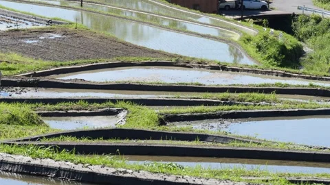 Summer, rice fields being plowed, heat haze Video stock 279378854