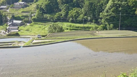 Summer, rice fields being plowed, heat haze Video stock 279378993