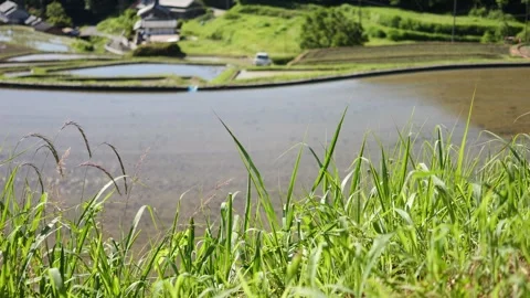 Summer, rice fields being plowed, heat haze Video stock 279379119