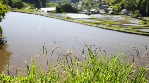 Summer, rice fields being plowed, heat haze Video stock 279379150