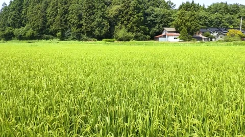 Summer rice fields: Rice ears swaying in the wind Stock Footage 308835551