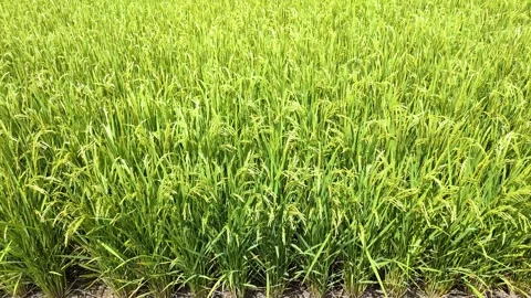 Summer rice fields: Rice ears swaying in the wind, Tohoku Japan Stock Footage 309429655
