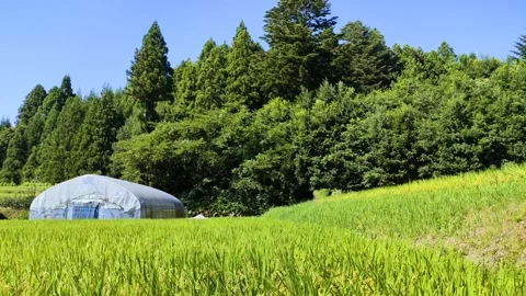 Summer rice fields: Rice ears swaying in the wind, tohoku Japan Stock-Footage 312126444