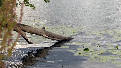 Summer river background Stock Footage 311840801