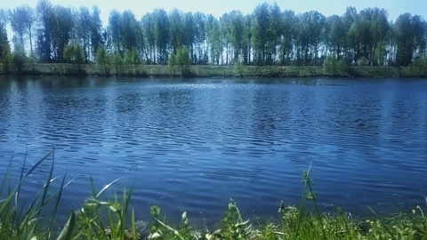 Summer river bank backdrop Stock Footage 89810280