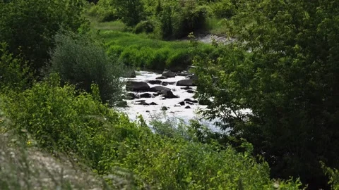 Summer River Flowing Over Stones in Lush Greenery Slow Motion Stock Footage 322696552