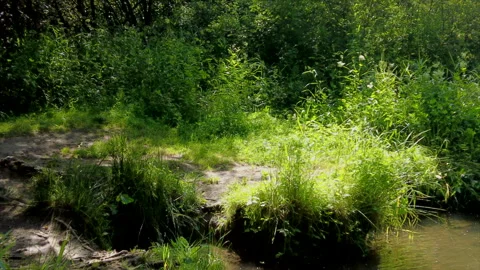Summer River Video stock 246423923