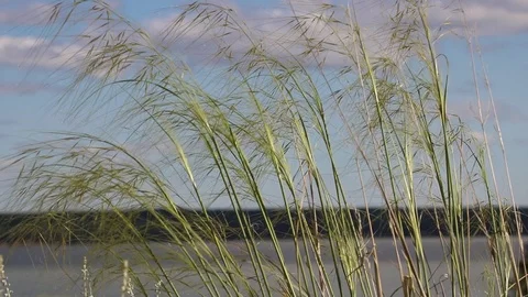 Summer, river, grass, sky and clouds Stock Footage 119873375
