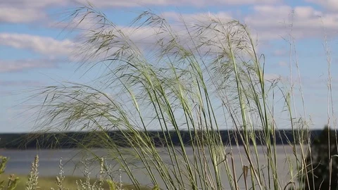 Summer, river, grass, sky and clouds Stock Footage 119873428
