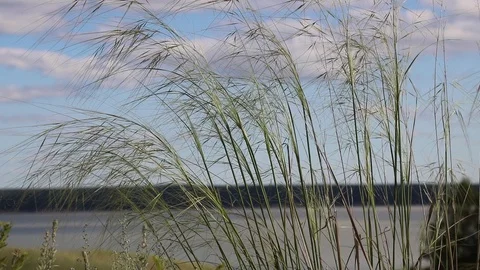 Summer, river, grass, sky and clouds Stock Footage 119873439