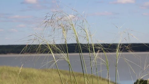 Summer, river, grass, sky and clouds Stock Footage 119873587