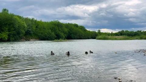 Summer river landscape with green trees and floating ducks. Видео 339090769