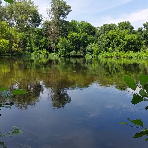 Summer river reflection in green forest with birds singing background video Stock Footage 340166718