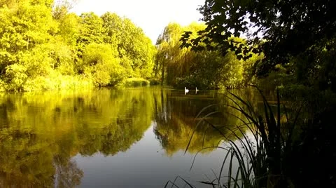 Summer River Swans Stock Footage 12143567