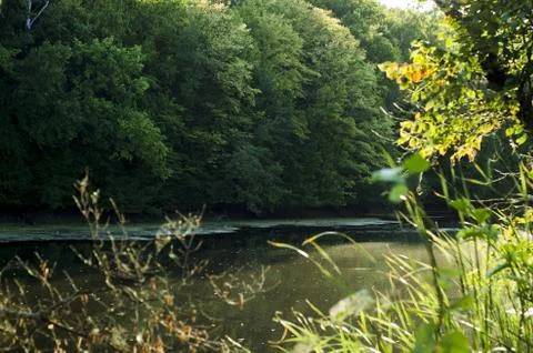 Summer river with wild Foto stock