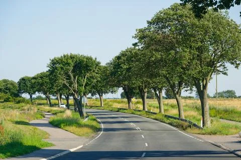 Summer road curving left lined with round trimmed trees. 写真素材